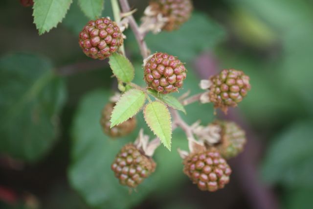 Moras