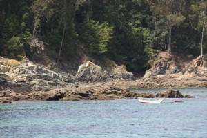 Cerca del mar, con las raíces en la roca, como una barca amarrada a tierra, florece el hinojo marino / Aceytuno