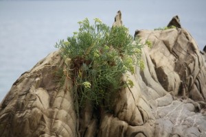 Hinojo marino (Crithmum maritimum) julio 2015 / Aceytuno