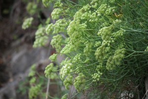 Las flores, de lejos se ven más verdosas, incluso amarillas / Aceytuno