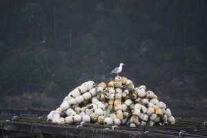 Gaviota/ Aceytuno