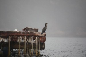 Cormorán sobre la batea / Aceytuno