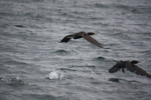 Cormoranes el 29-7-2015 / Aceytuno