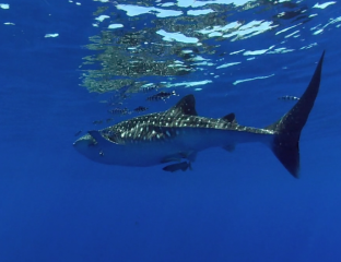 El tiburón ballena