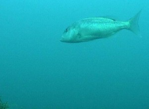 Dentón (Dentex dentex) / Capturado de las cámaras de OBSEA por Grumete