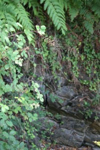 Rocas del acantilado en el que nacen estos helechos / Aceytuno