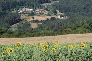 La aldea y el girasol / Aceytuno