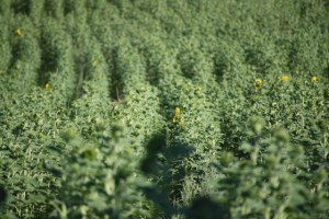 Hileras del campo de girasol