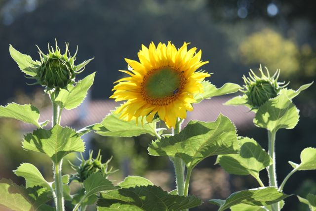 Los girasoles