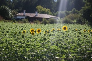 La casa, el sol y el girasol / Aceytuno