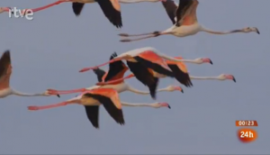 Flamencos durante la emisión en TVE del cierre de Naturaleza de "La Noche en 24 horas" del Canal 24 horas