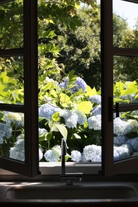 Hortensias desde la cocina / Aceytuno