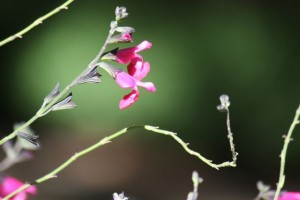 Salvia mirophylla / Aceytuno