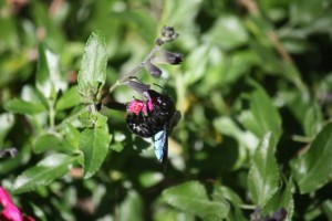 Abejorro carpintero o azul (Xylocapa sp.) libando una flor de salvia / Aceytuno