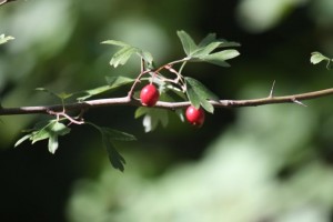 Majuelo (Crataegus monogyna) / Aceytuno