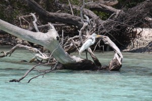 Garza (Ardea alba )/ Aceytuno