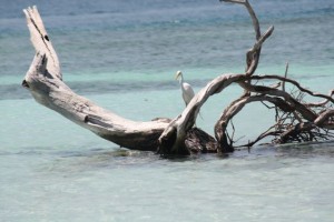 Garza blanca / Aceytuno