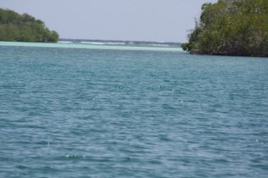 Salida del manglar al océano / Aceytuno