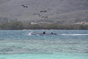Fragatas siguiendo a los pescadores / Aceytuno