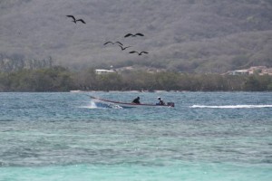 Fragatas siguiendo a los pescadores / Aceytuno