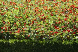 Lantanas / Aceytuno