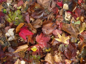 Otoño / Gonzalo del Río