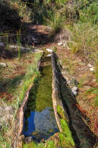 Tornajo con renacuajos y larvas de anfibios / Grupo de Senderismo La Trocha