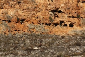 Balmas en las hoces del río Duratón / Aceytuno