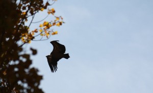 Silueta de buitre leonado en otoño / Aceytuno