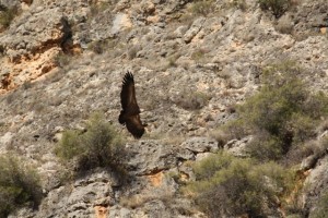 Buitre leonado volando entre los farallones de las hoces del río Duratón / Aceytuno