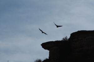 Buitres leonados en las Hoces del Duratón / Aceytuno