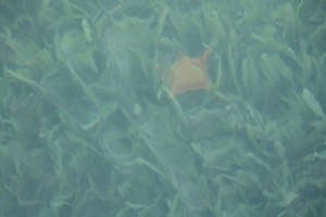 Estrella marina roja entre las hierbas de las tortugas (Thalassia testudinum) / Aceytuno