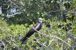 Juvenil de Fregata magnificiens en la colonia sobre el manglar / Aceytuno