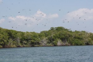 Vuelo de las fragatas sobre las aguas del manglar en Morrocoy / Aceytuno