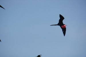 Macho de Fregata magnificiens en vuelo sobre las aguas de Morrocoy / Aceytuno