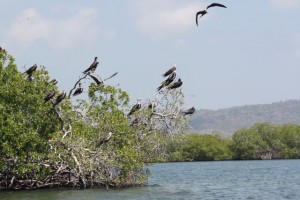 Colonia de rabihorcados sobre los mangles de Morrocoy / Aceytuno