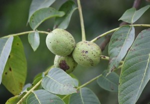 Frutos, nueces aún verdes, del nogal / Aceytuno