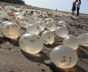 Ovicápsulas de la caracola Voluta negra sobre la playa del Mar del Plata / Marisa