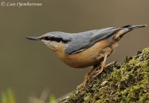 Trepador Azul (Sitta europaea) / Luis Ojembarrena