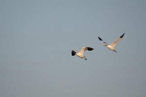 Avocetas / Aceytuno