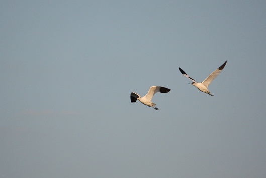 Avocetas