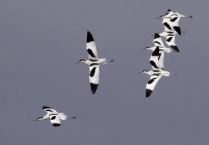 Avocetas- Recurvirostra avosetta– Avocet – Avocette elegante – Säbelschnäbler/  AUTOR: Stephen Daly