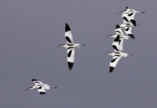 Avocetas