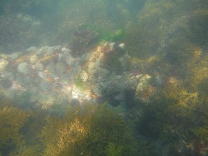 Ortigas de mar en charco de marea: Aceytuno