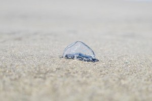 Velella velella en una playa de Lanzarote / Natalia