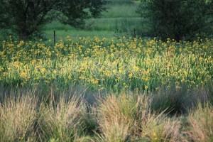 Ácoros silvestres florecidos en el un prado inundado/ Aceytuno