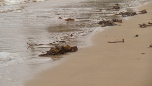 Arribazón de algas laminarias en la playa de Perbes el 29-15-2015/ Aceytuno