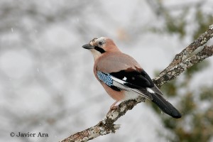 Arrendajo / Javier Ara