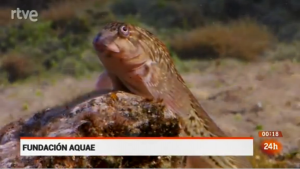 Blénido sujeto al fondo, a salvo de verse arrastrado por las olas que pasan por el techo de agua del charco, gracias a la aleta pélvica transformada / Fundación AQUAE/ TVE