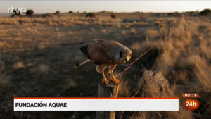 Cernícalo vulgar posado / Fundación AQUAE / TVE